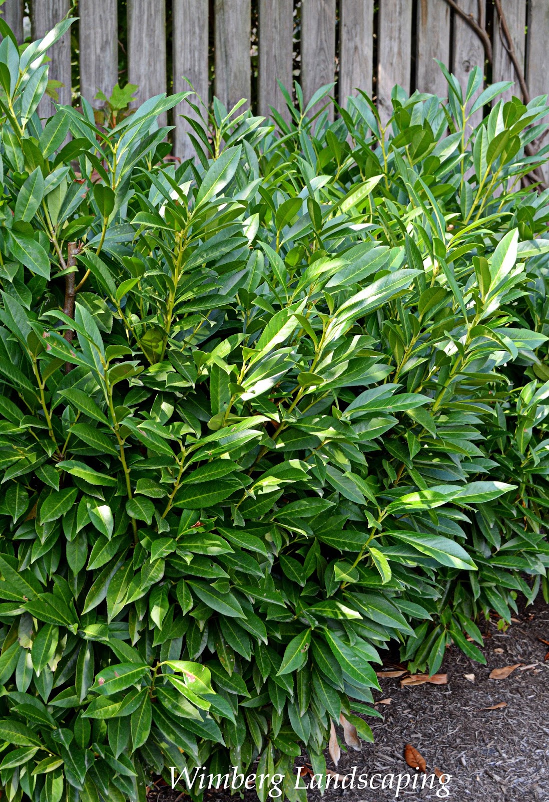 Prunus Laurocerasus Prunus Laurocerasus